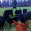 Looking at the Cows