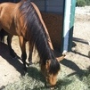Buckskin Gelding