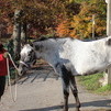 Gentle Appaloosa Mare