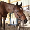Rue face