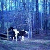 Calling for Herd