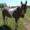 Paint Mare