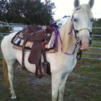 Arabian Cross Estrella