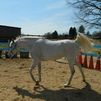 Kallie