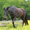 Peace Rode