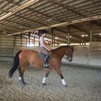 Loulou under saddle a few months ago