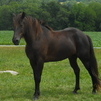 Mountain Pleasure Gelding