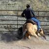 turning that calf