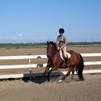 Loulou under saddle