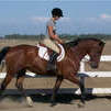 Loulou trotting under saddle