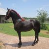 Friesian Mare