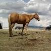 Mullah at a Rodeo In Ennis, MT