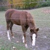 Baby June 
