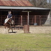 APHA 06 Bay mare