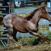 Cutting bred filly