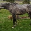 Caspian