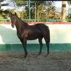 Thoroughbred Mare 