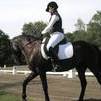 Sparky cute andalusian Gelding