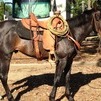 Gunsmoke