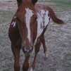 Jemmas 09' Colt
