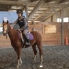 Beautiful Welsh Pony
