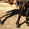 Gunsmoke