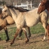 Boogie running