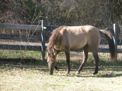 Savannah-Chocolate Buckskin