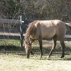 Savannah-Pasture