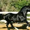 Azteca D foal for sale