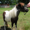 Black and White Filly Yearling