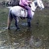 Grey Foxtrotter, 