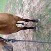Buck