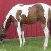 Rusty as a yearling