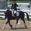 6 Year old black draft cross gelding 