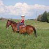 Working cattle