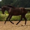 Canter
