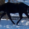 Trot Winter 2013