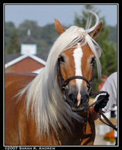  The Haflinger Horse - Tyrolean Charm in a Chestnut Colored Package