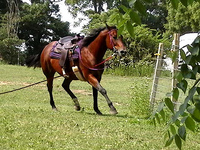 A tired horse is not a good horse!