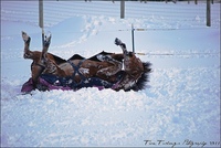 How to Care for Horse's in Winter