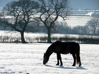 What to Feed Your Horse in the Winter