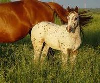 A Horse of Their Own - The Pony of the Americas - For Young Riders Only