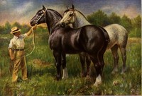 That High Perch You're On Might Be a Percheron - the French Draft Horse