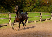 The European Trakehner Warmblood Horse Is On Track to Glory