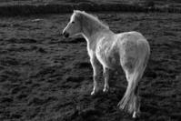 Aye, Laddie, The Largest Pony is the Irish Connemara 