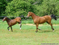 The High-Stepping Hackney Group of Horse and Pony