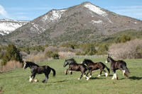 Living Large in the Land of the Shire Draft  Horse
