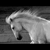 The Ancient Portuguese Bull Fighting Lusitano Horse