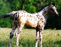 The Colorado Ranger Is the Original Rocky Mountain High Horse